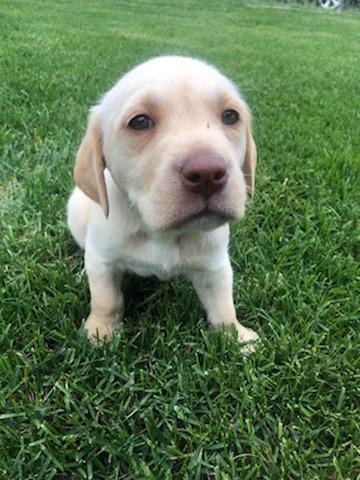 Akc Yellow Lab Puppies Left Nex Tech Classifieds