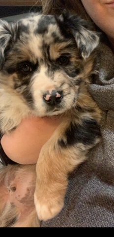 Male Australian Shepherd Puppy Nex Tech Classifieds