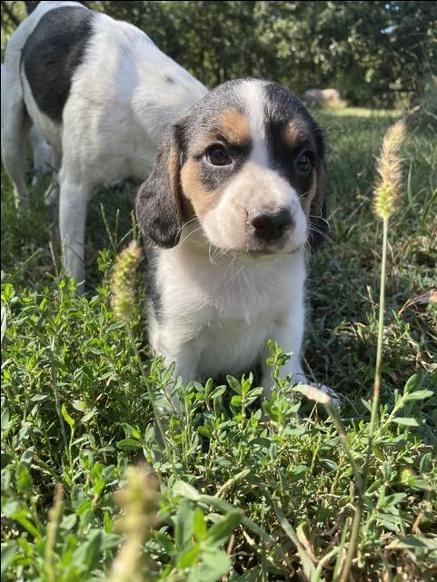 Jack Russell Beagle Puppies Nex Tech Classifieds