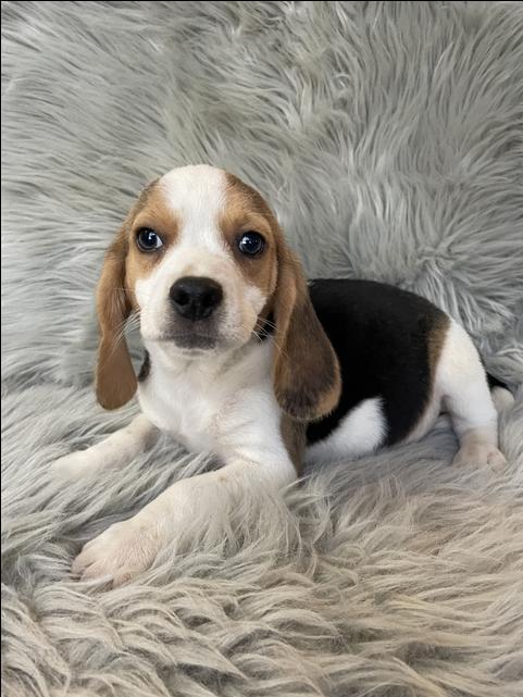 Beagle Puppies Nex Tech Classifieds