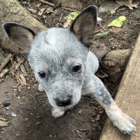 Full Blue Heeler Puppies Nex Tech Classifieds