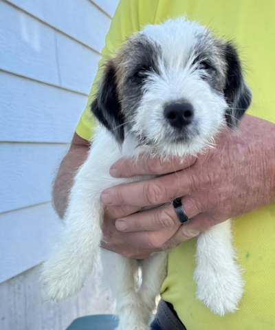 Jack Russel Terrier Puppies Nex Tech Classifieds