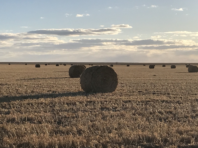 Sorghum Sudan Round Bales Nex Tech Classifieds