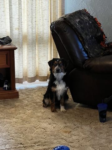 Male Australian Shepherd Nex Tech Classifieds