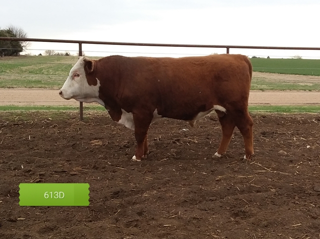 Horned Hereford Bulls Nex Tech Classifieds