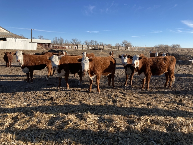 Bred Cows for sale - Nex-Tech Classifieds