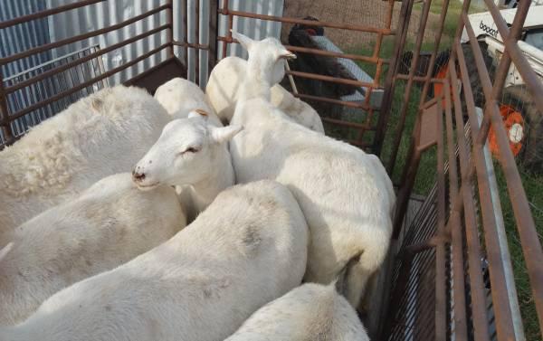 St. Croix Hair Sheep (Ewes, Ram, and Lambs) - Nex-Tech Classifieds