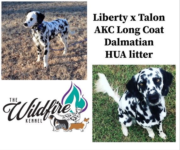 Long haired dalmatian akc best sale