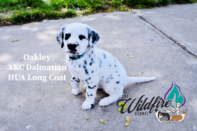 Long haired dalmatian store akc