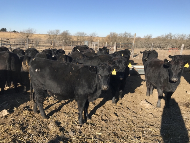 Blk Angus Bred Hfrs - Nex-Tech Classifieds