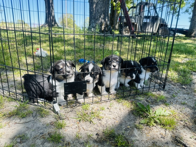 AKC Black Tri Corgi Puppies - Open to trades - Nex-Tech Classifieds