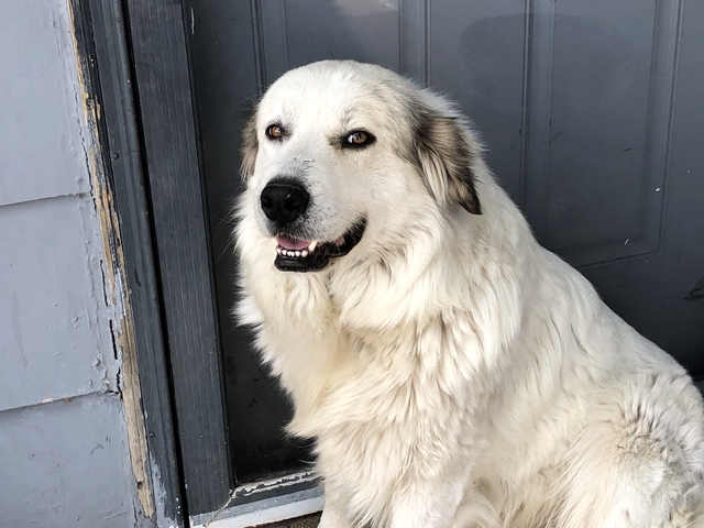 Great Pyrenees - Nex-tech Classifieds