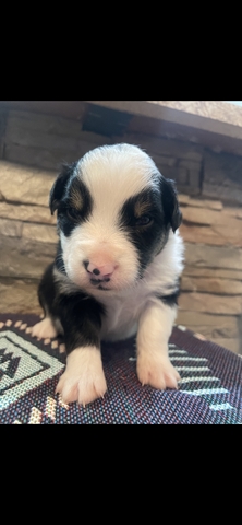 AKC Registered Australian Shepherd puppies - Nex-Tech Classifieds