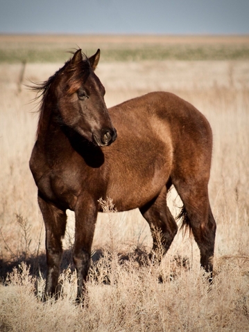 2019 AQHA black stud colt - Nex-Tech Classifieds