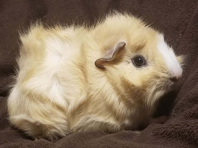 baby boy guinea pig
