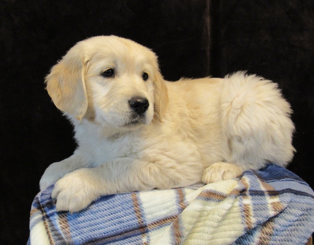 56 HQ Pictures Akc Golden Retriever Puppies Price / Akc Golden Retriever Puppies United States Quivira Goldens