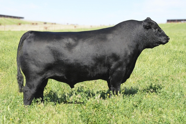 140 Angus and A+Balancer bulls with Genomic-Enhanced EPD's - Nex-Tech ...