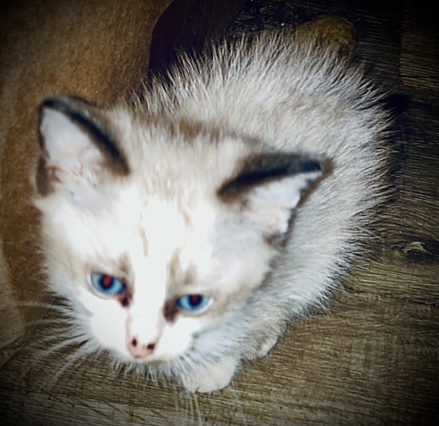 Kittens & cats - Nex-Tech Classifieds