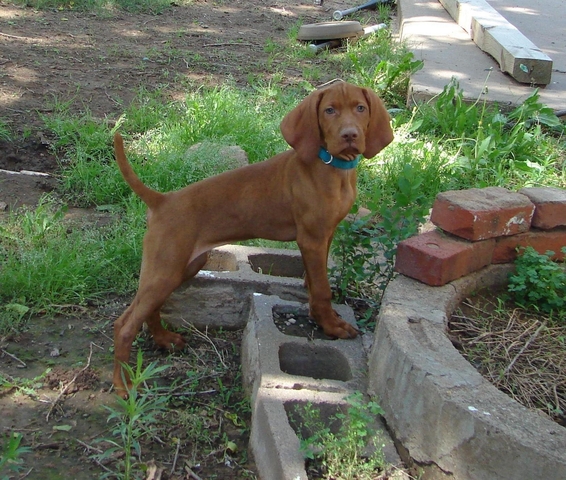 Akc vizsla puppies best sale