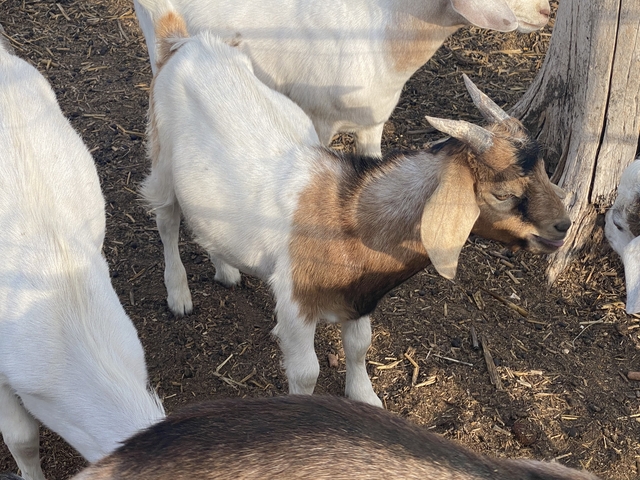 Billy goats for sale - Nex-Tech Classifieds