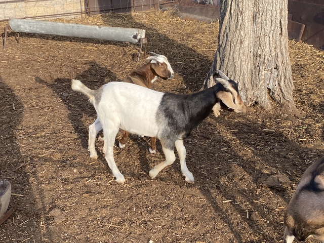 Billy goats for sale - Nex-Tech Classifieds