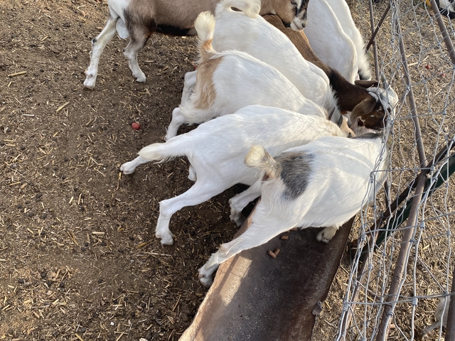 Billy Goats For Sale - Nex-tech Classifieds