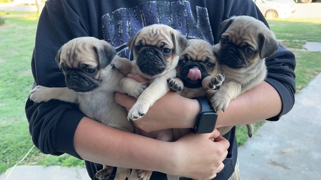 Pug Puppies - Nex-Tech Classifieds