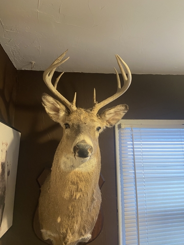 deer head - Nex-Tech Classifieds