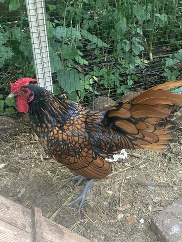 True Golden Sebright Bantam Rooster - Nex-Tech Classifieds