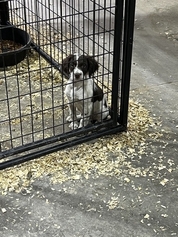 AKC Registered Brittany Puppies - Nex-Tech Classifieds