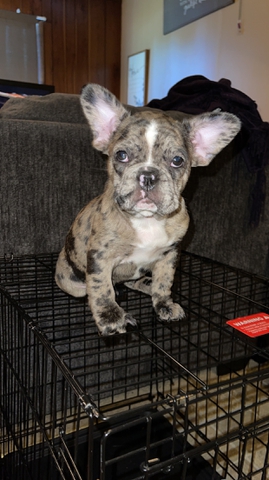 Akc merle outlet french bulldog