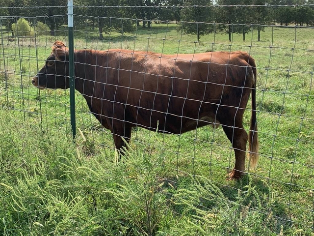 Belfair Cattle Registry  Dexter X Jersey composite breed