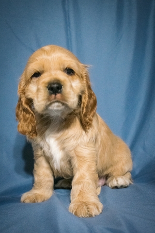 APRI REGISTERED Cocker Spaniels - Nex-Tech Classifieds