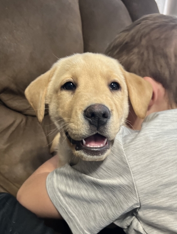 FREE male yellow lab - Nex-Tech Classifieds