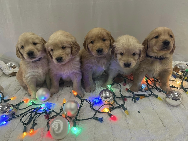 AKC Golden Retriever Puppies - Nex-Tech Classifieds