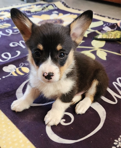 AKC Pembroke Welsh Corgi - Nex-Tech Classifieds