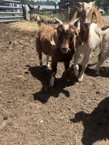 Nigerian dwarf boer cross - Nex-Tech Classifieds