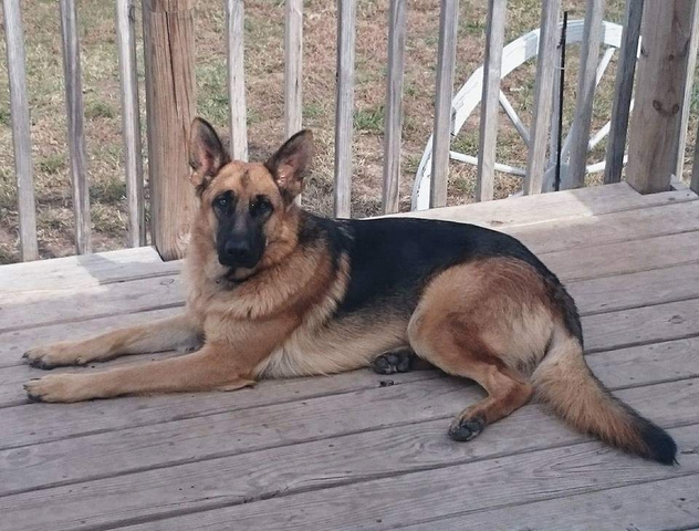 akc german shepherd