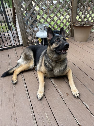 ISO German Shepherd Dog Stud - Nex-Tech Classifieds