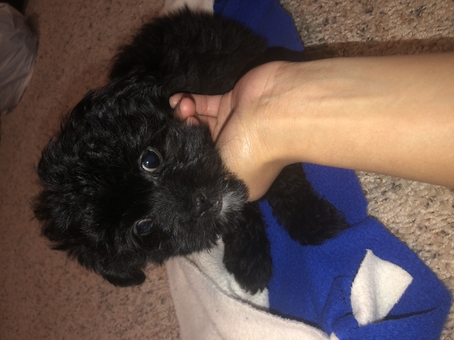 Toy Size Aussiedoodle - Nex-Tech Classifieds