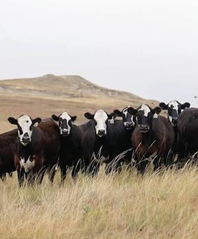 ISO fall bred young cows/heifers - Nex-Tech Classifieds