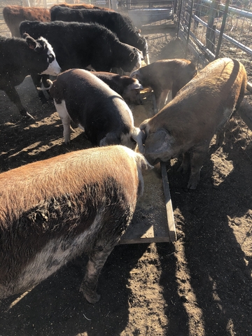 Registered Hereford Gilts - Nex-Tech Classifieds