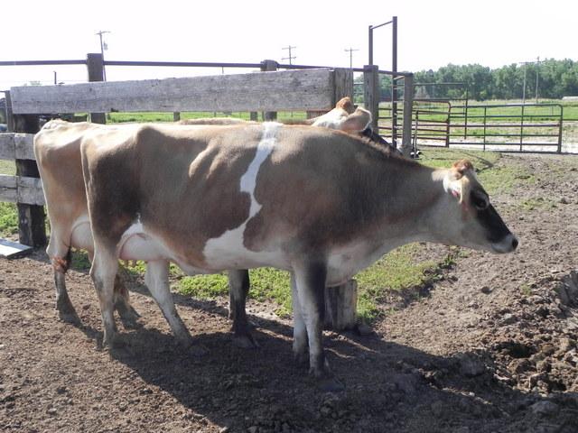 Bred Jersey Heifer, due to freshen soon. - Nex-Tech Classifieds