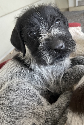 Deutsch Drahthaar puppies - Nex-Tech Classifieds