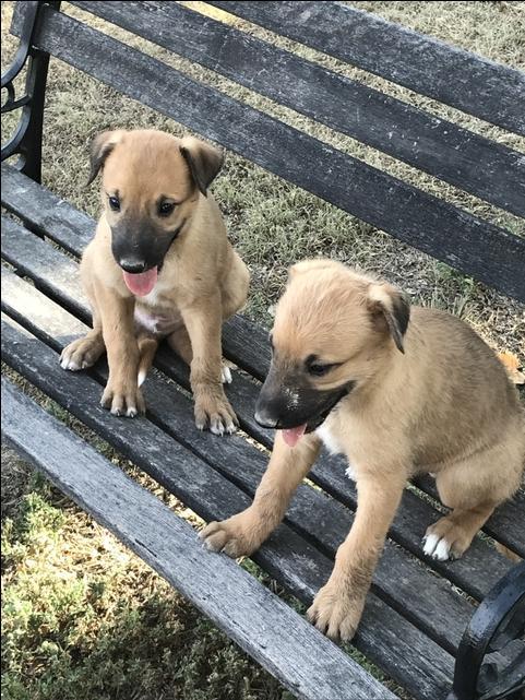 Greyhound puppies - Nex-Tech Classifieds