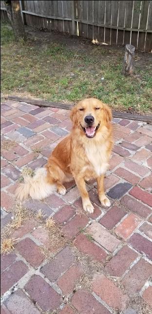 AKC Golden Retriever Stud. NOT FOR SALE - Nex-Tech Classifieds