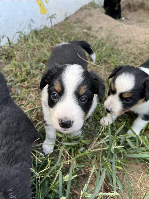 Border Collie/Australian Shepherd puppies - Nex-Tech Classifieds