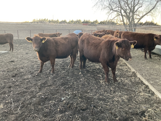 Red Angus 1st calf heifers - Nex-Tech Classifieds