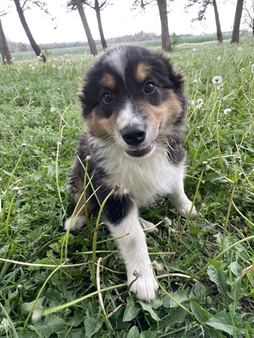 Australian Shepherd Standard Size Puppies! - Nex-tech Classifieds