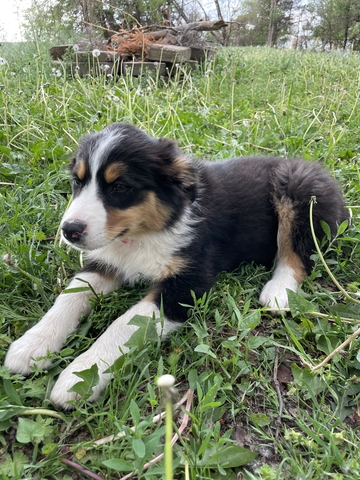 Australian Shepherd Standard Size puppies! - Nex-Tech Classifieds